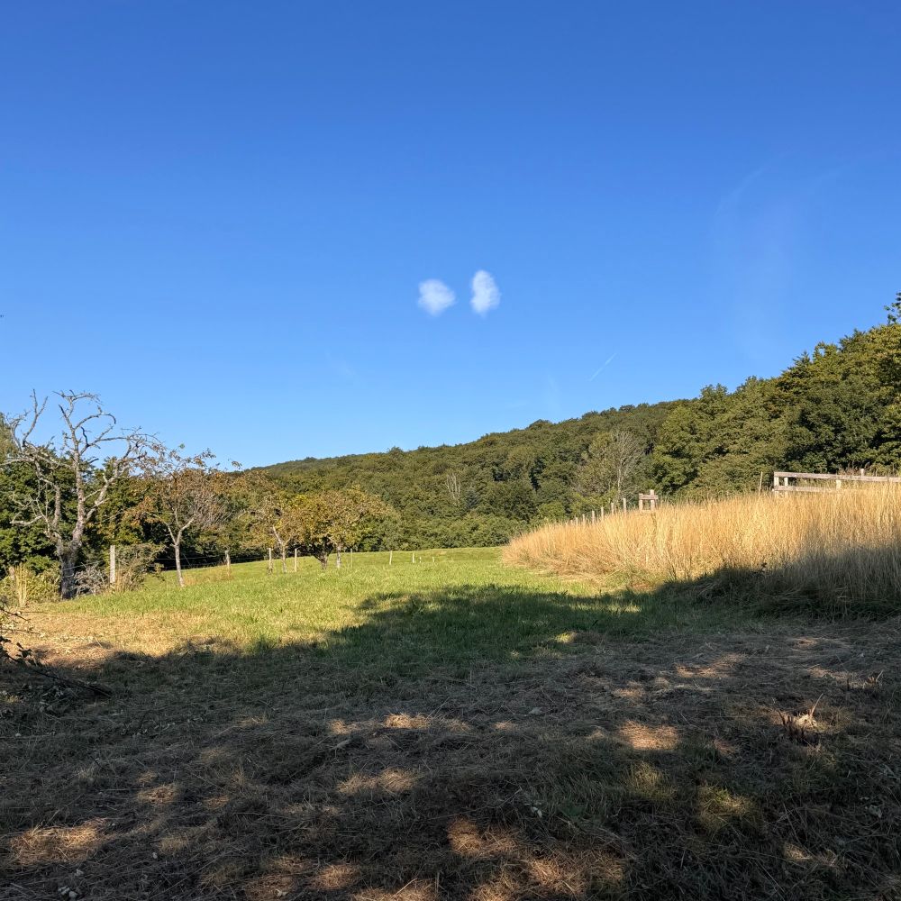 Two kidney shaped clouds in a blue sky, above a hill covered in trees 