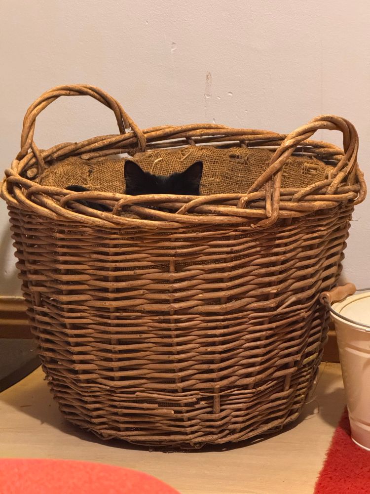 The ears of a black cat showing just above the top edge of a wicker log basket