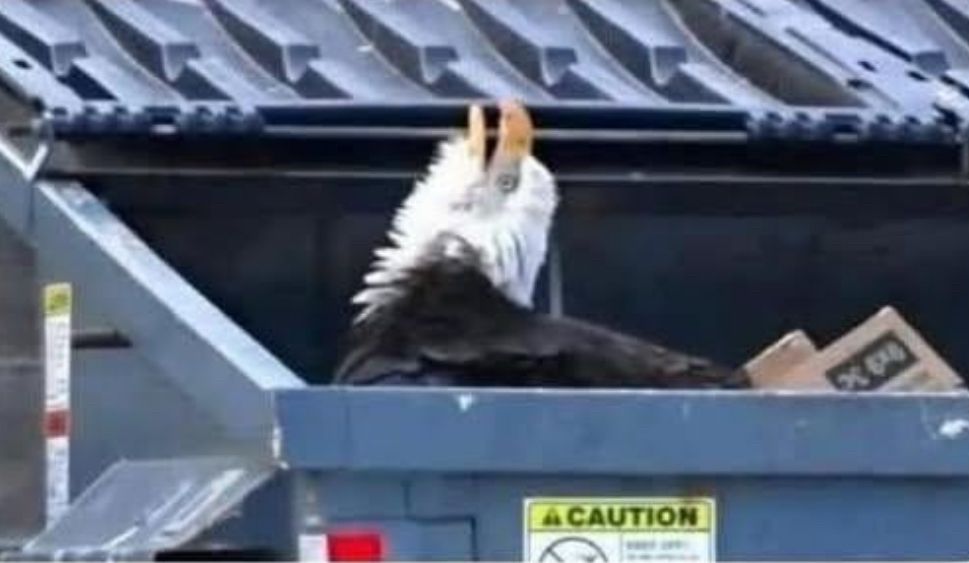Bald eagle scavenging in a dumpster 