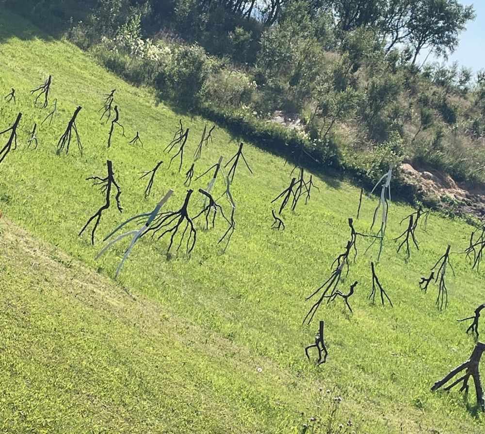 A bunch of branches standing up on the ground and made to look like they’re walking 