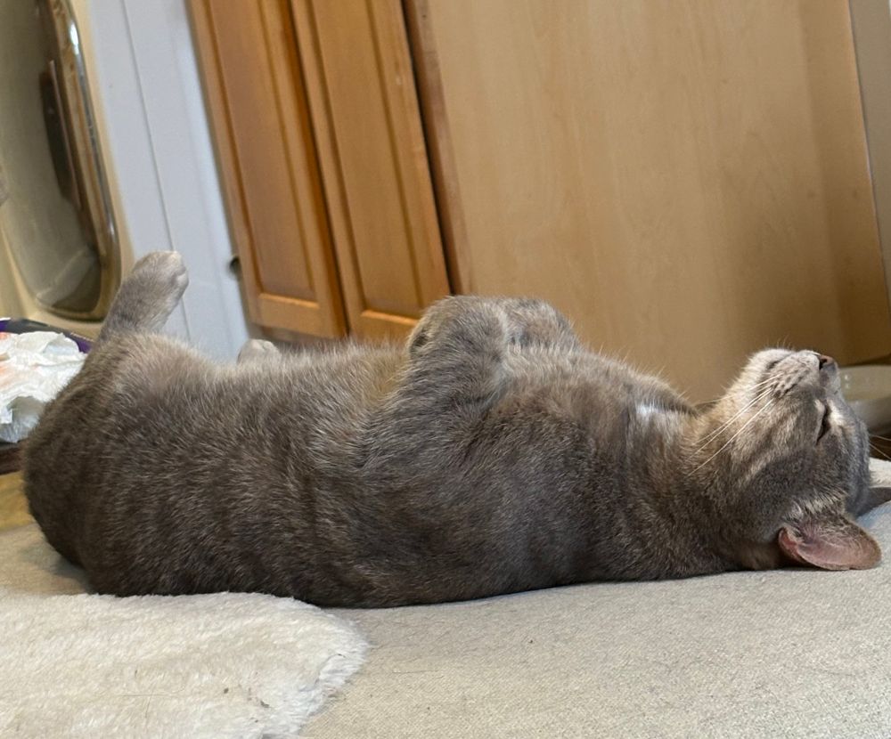 My cat zoning out on his back  