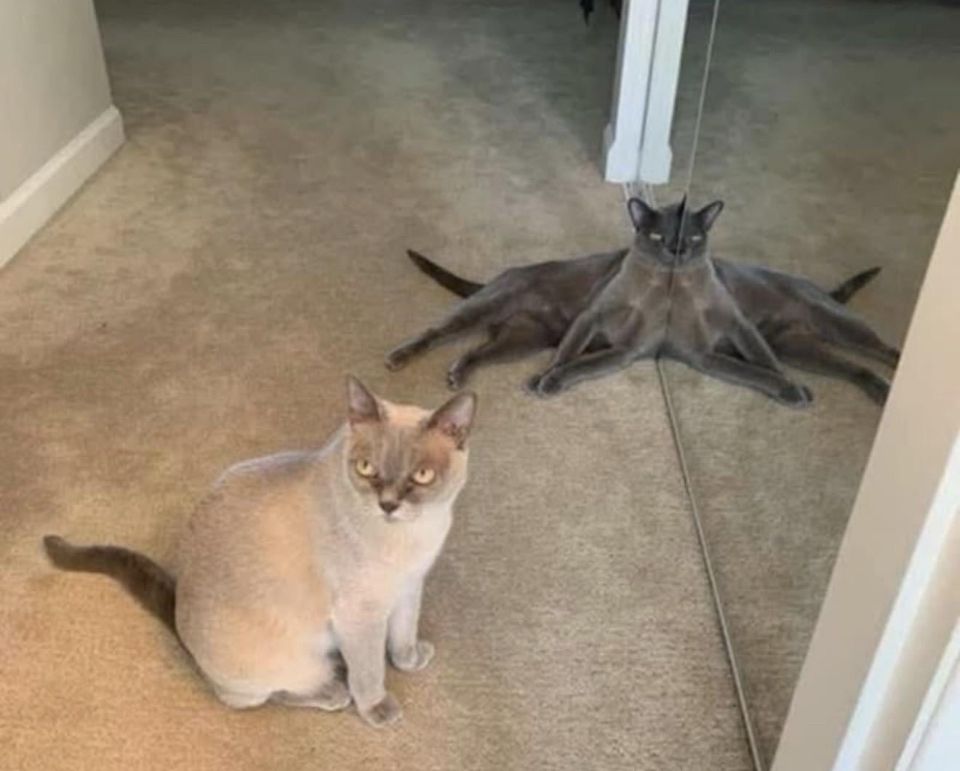 3 cats. 2 grays that look like one giant octopus cat