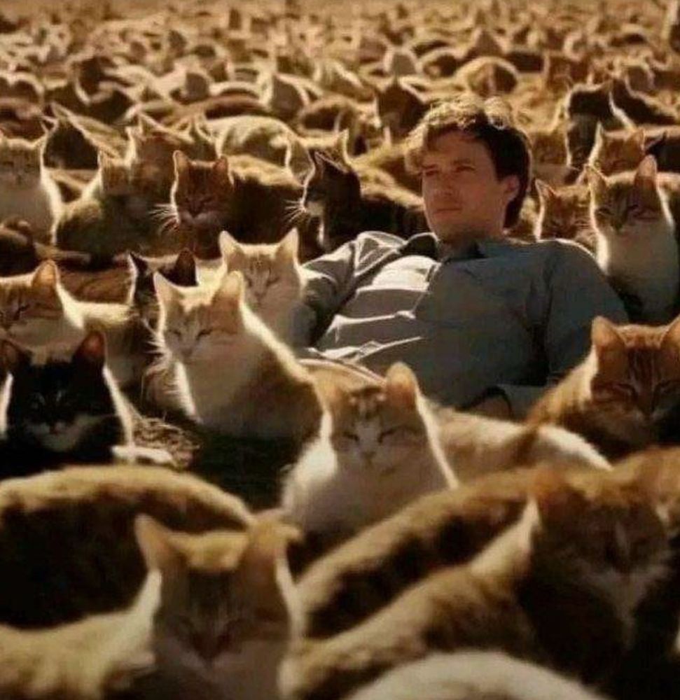Man basking in a sunlit field of cats 