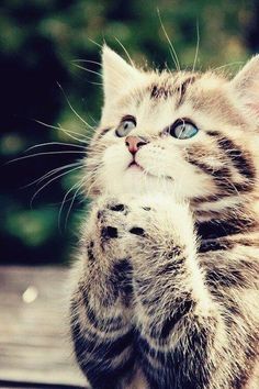 kitten praying 