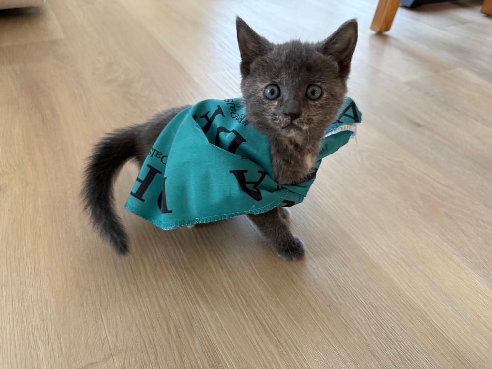 A kitten wearing a DFA bandana