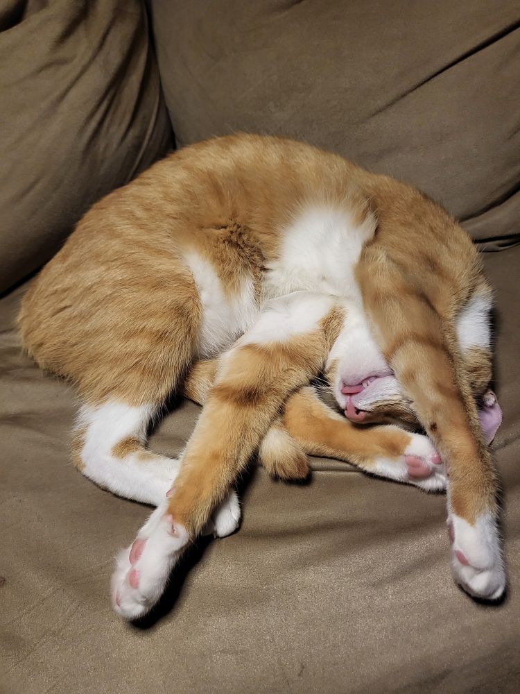 A randomly jumbled pile of sleeping cat. Paws and tail going every wich way. He is going to need a chiropractor. Aww, look at his little tongue. 