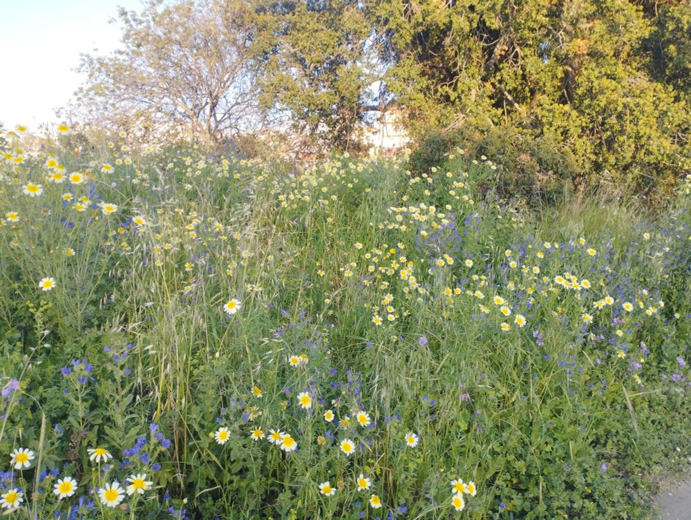 A field of large plants with some yellow and purple flower 