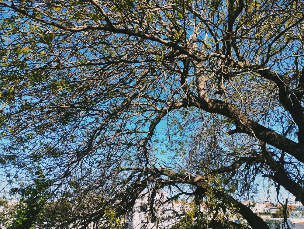 A picture from below of branches of a tree covering the sky. It is spring and the leaves have begun to grow back. The sky is blue 