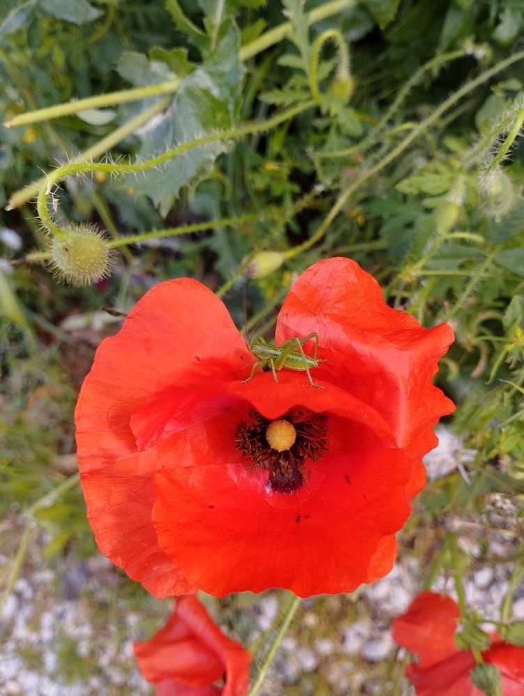 A red poppy with a green insect 