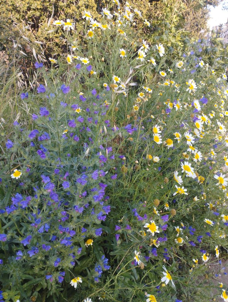 Close up of flowers: viper's bugloss to the left & crown daisies to the right 