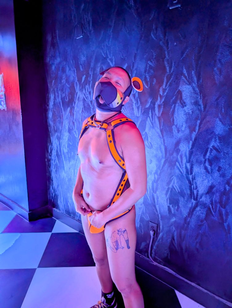 Happy bearpup in orange neoprene harness and thong