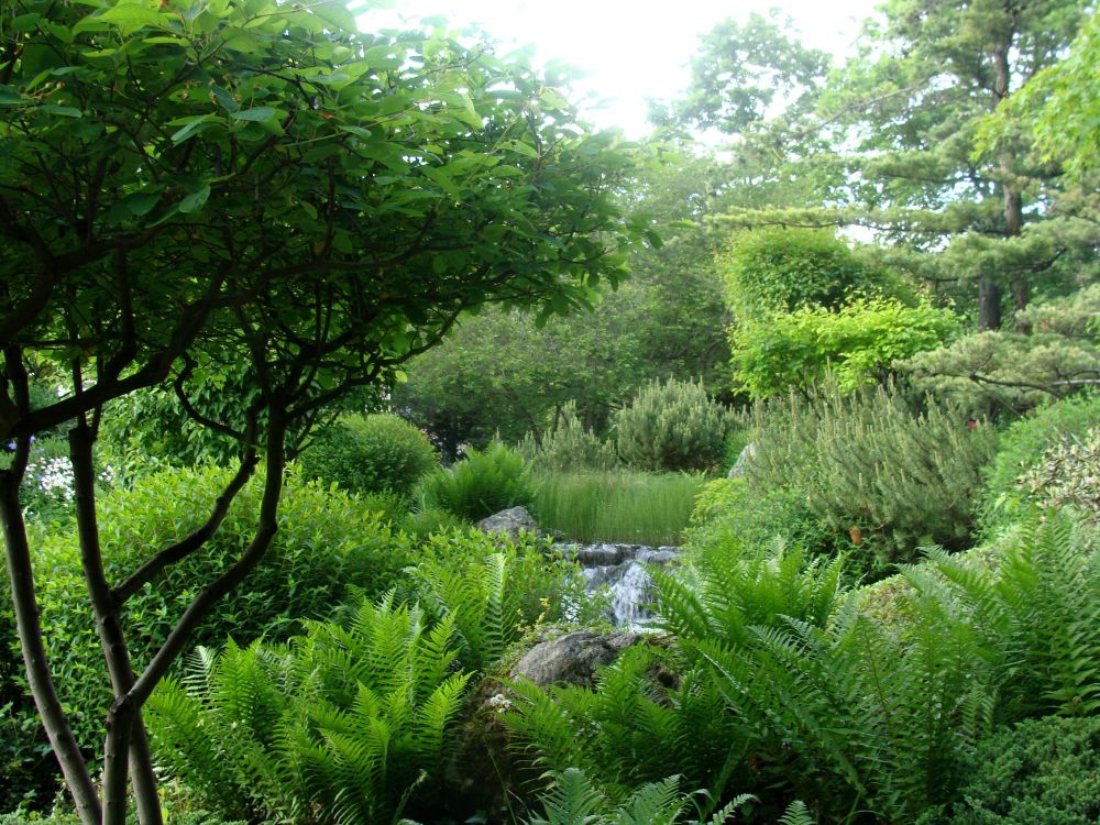 Sträuche, Büsche, Farne, ein Teich, von oben verschwommen