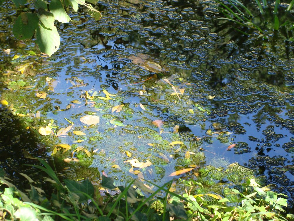 Wasseroberfläche eines Teichs, viele Wasserpflanzen, viele Luftblasen an der Wasseroberfläche, im Zentrum Libellen bei der Paarung