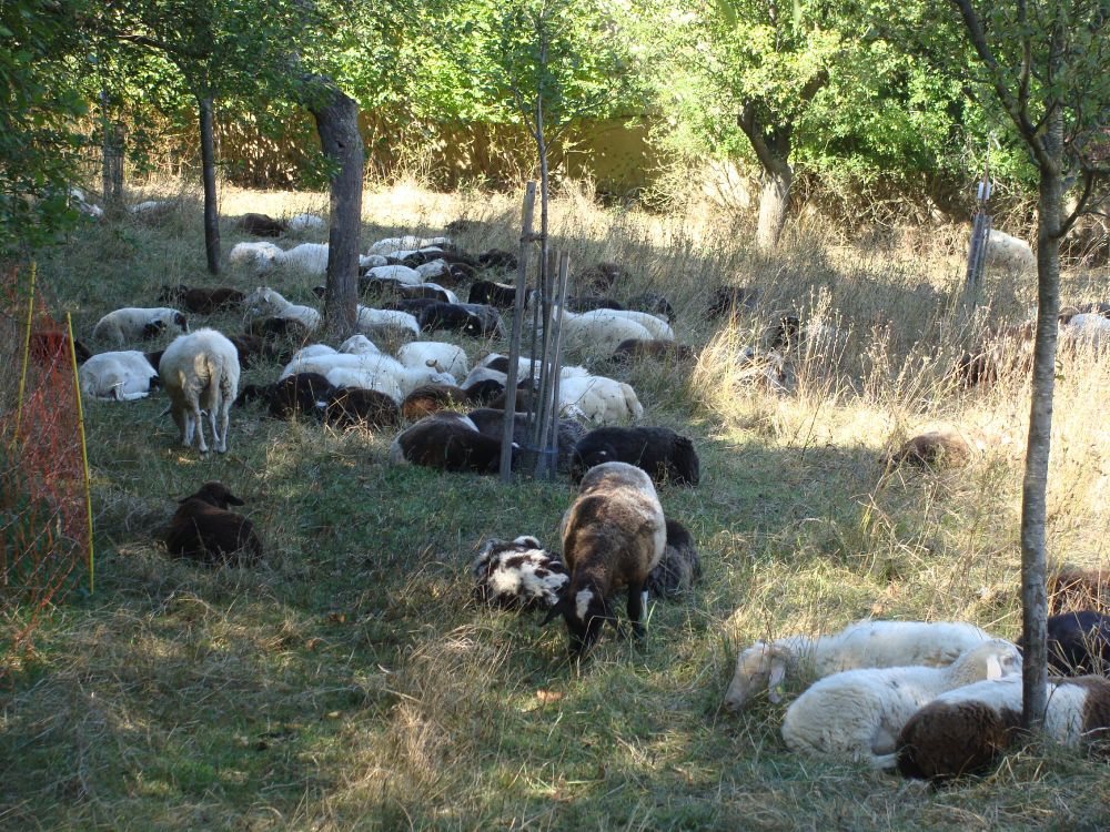 Viele verschiedenfarbige Schafe liegen zwischen Bäumen auf dem schattigen Teil einer Wiese, zwei davon fressen; in der Sonne verdorrendes höheres Gras