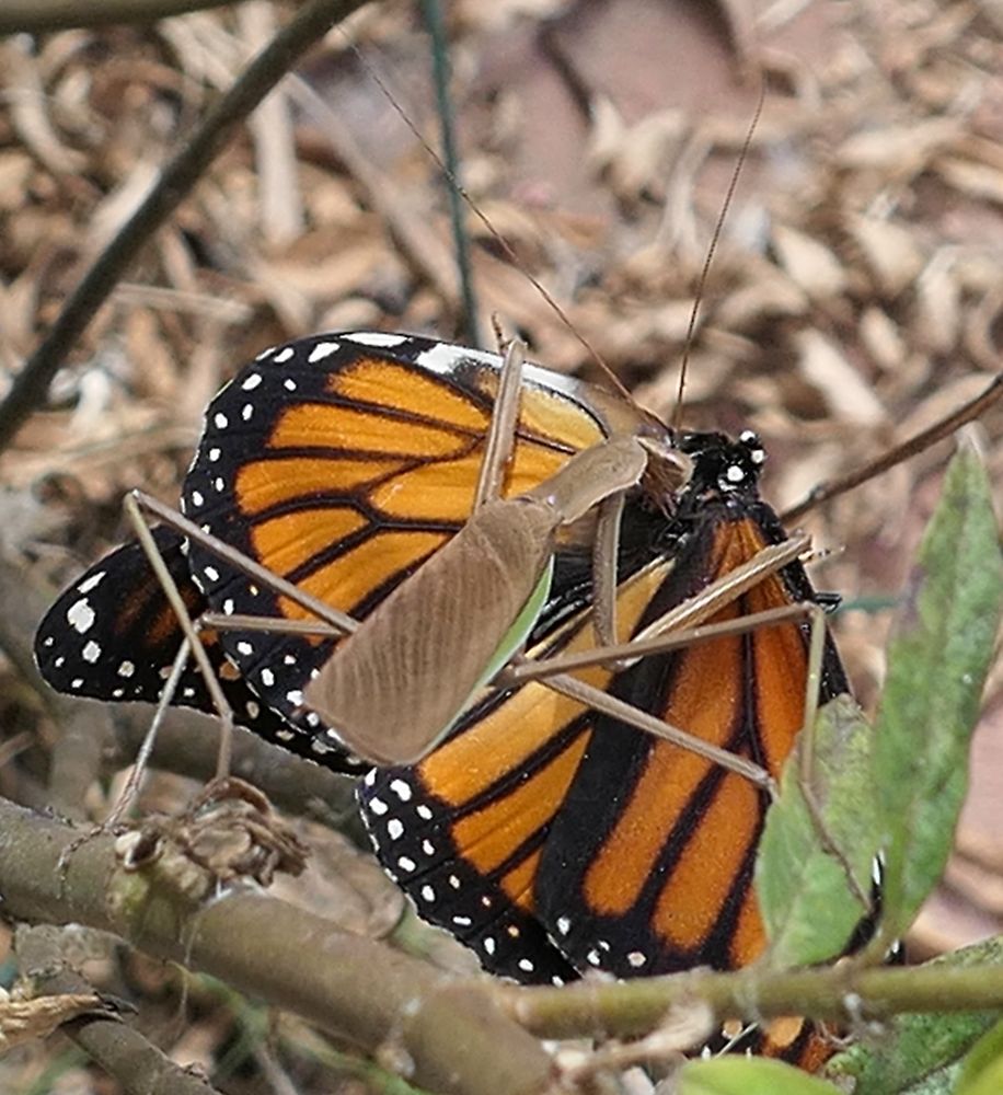 Monarch falls prey to a hungry mantis 
Oxnard California 2021