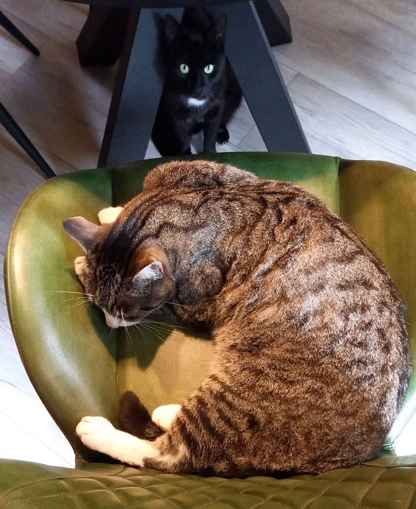 Eine getigerte Katze liegt auf einem Stuhl,  eine schwarze Katze mit stechendem Blick sitzt davor unter dem Tisch und WILL auf dem Stuhl liegen. 