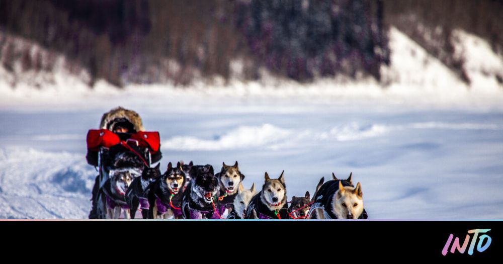 Iditarod’s first trans musher talks dogsledding despite transphobia