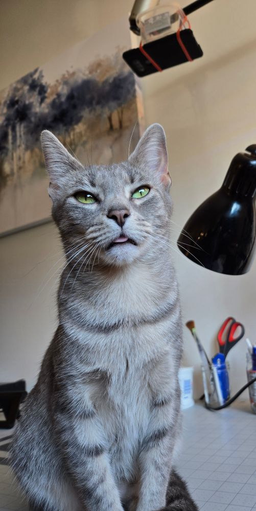Gray striped cat with eyes slightly squinted and tongue sticking out. Her name is Mirana but I call her Lula. Idk why.