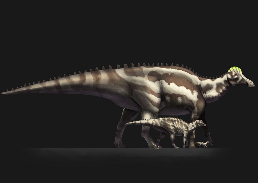 size comparison between the diferent growth stages.