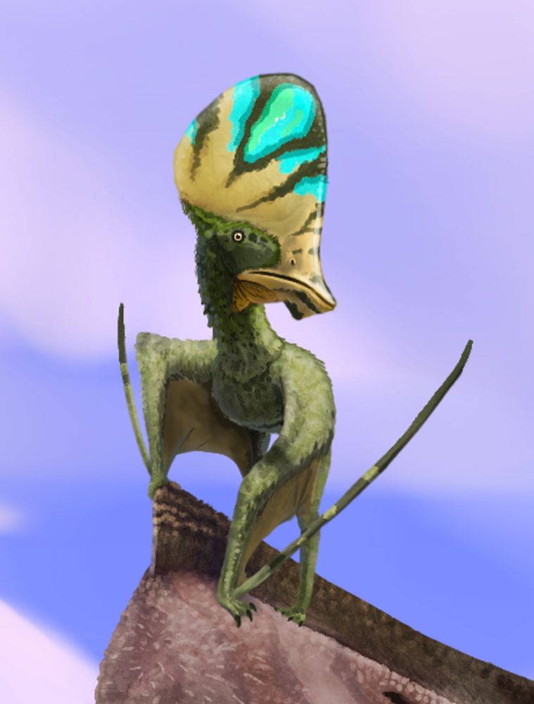 Tapejara wellnhoferi, doesent even know what its happening