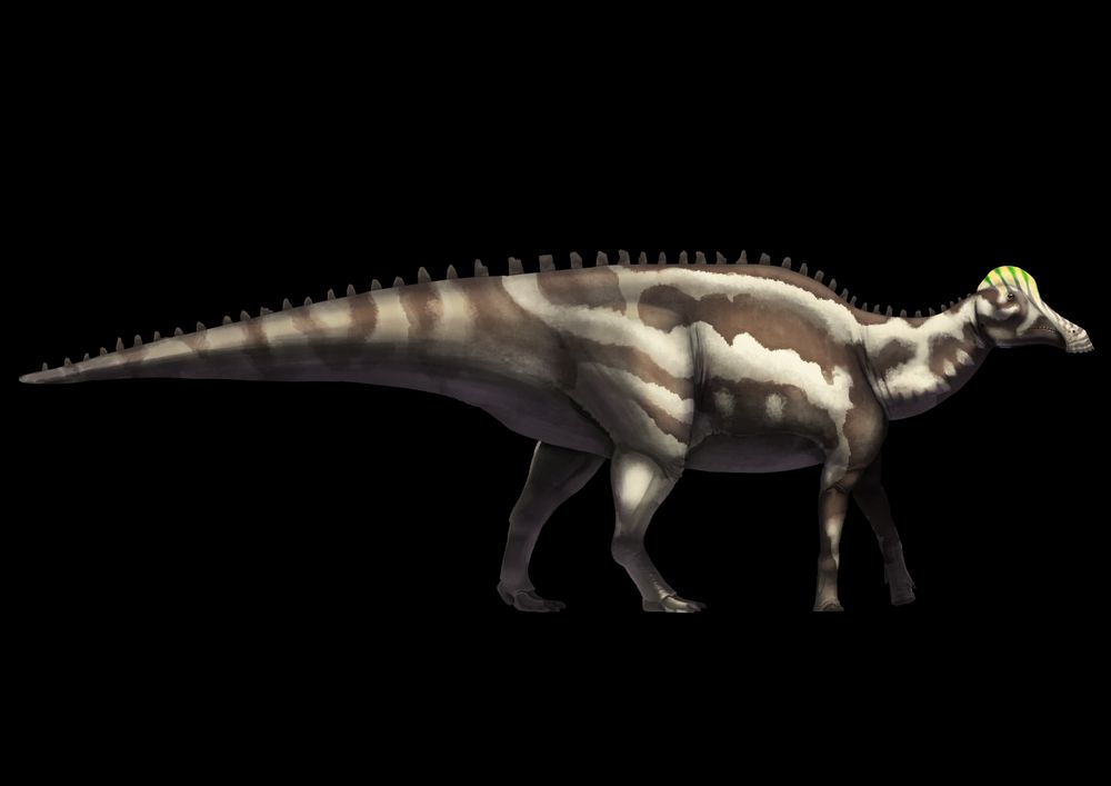 adult Hypacrosaurus