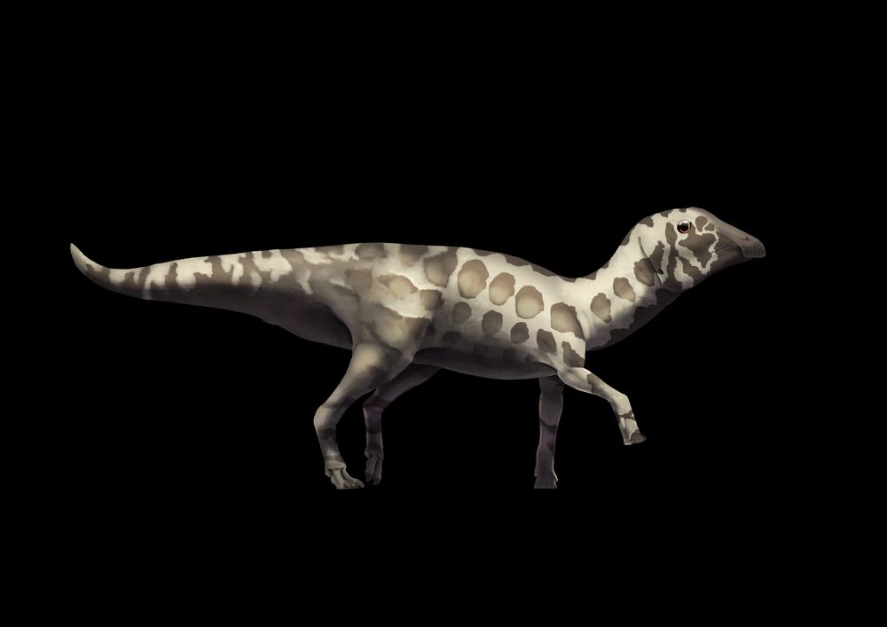 hatchling Hypacrosaurus 
