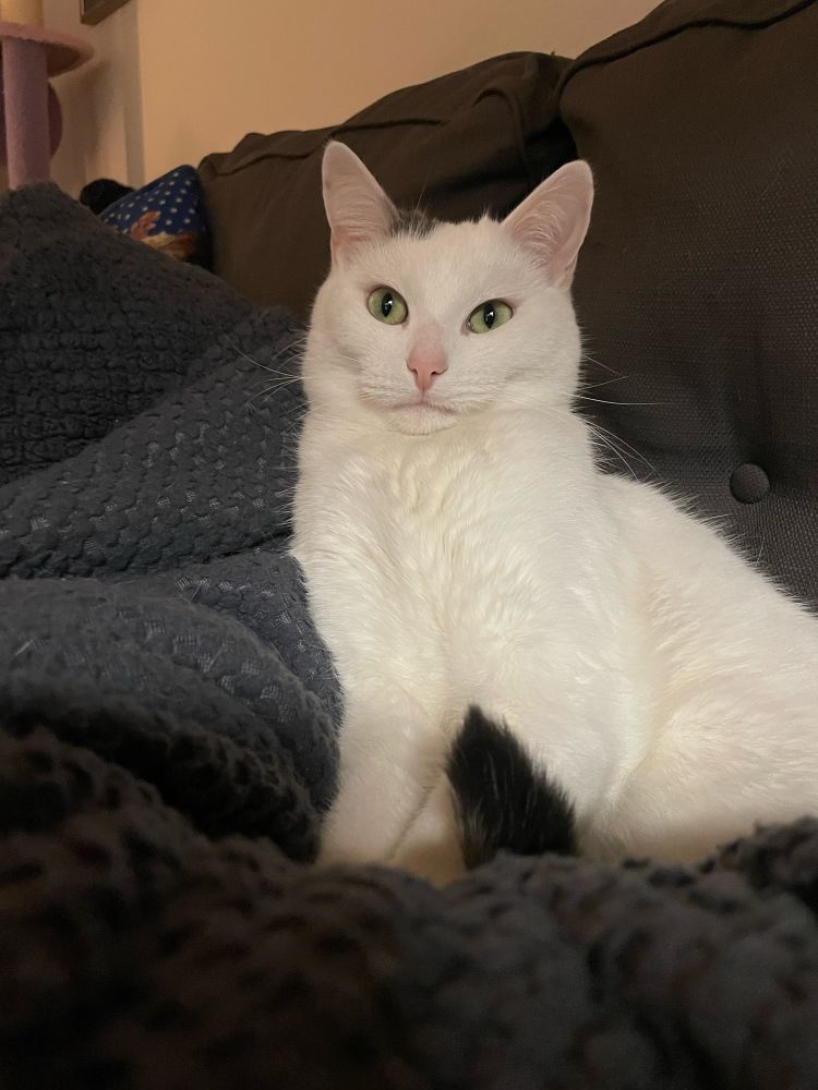 A white fluffy cat sits up straight.