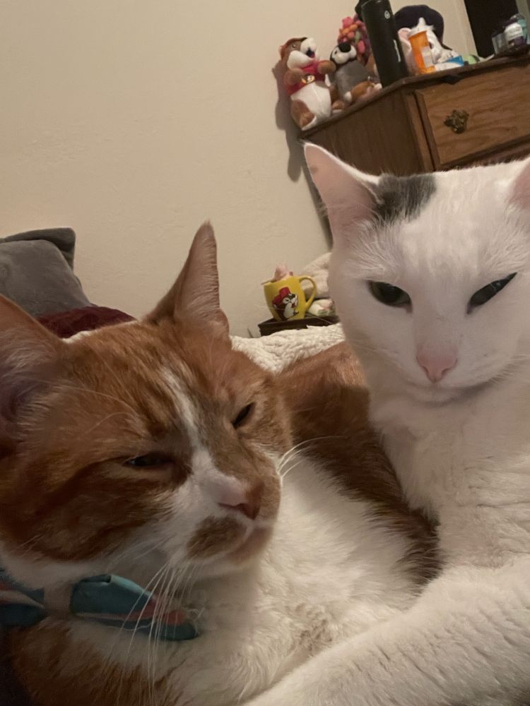 An orange and white cat wearing a trans pride bowtie is cuddled by his sister, a white cat with a gray spot above her ear.