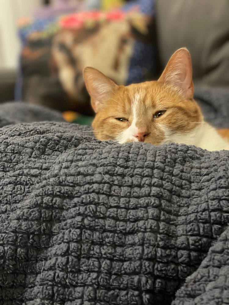An orange and white cat’s head rests on a blanket covered leg. His eyes are squinting and he looks very comfortable.