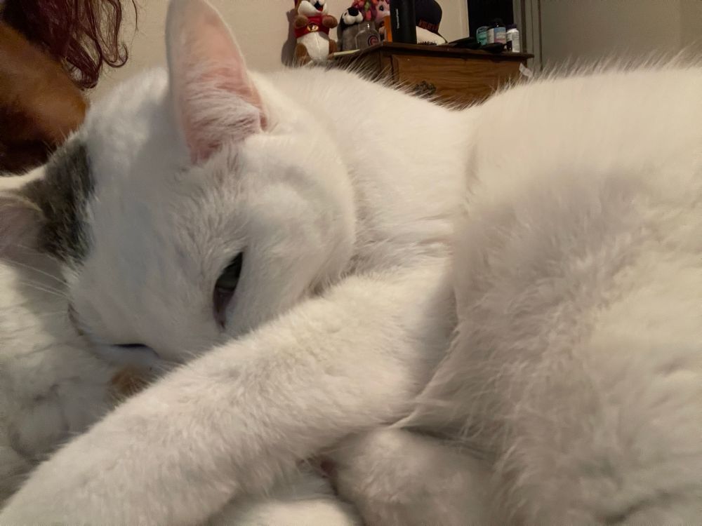 A white cat lays on a Sherpa blanket, covering her nose with her paw.