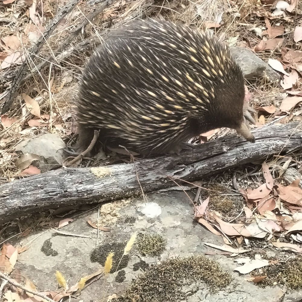 Spikey echidna climbing over a very small log. 