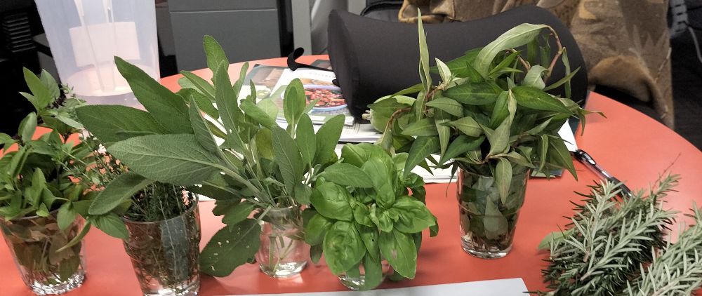 Lots of herbs in bunches sitting in a row on a red desk