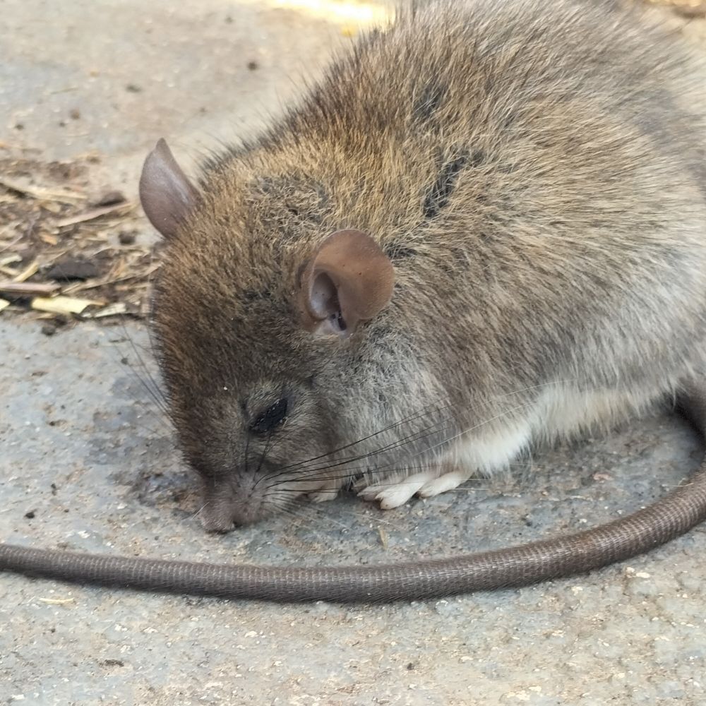 Close up on brown mouse-y looking thing. Light brown fur, small browny-pink ears, long black whiskers, long grey tail. 