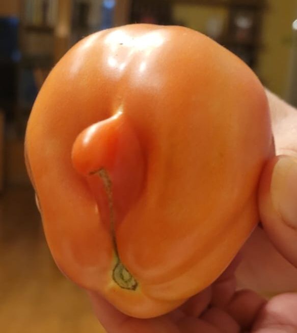 Different angle of the bell pepper with a vaguely phallic shaped growth