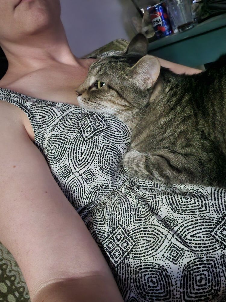 A small cat laying on a person's chest