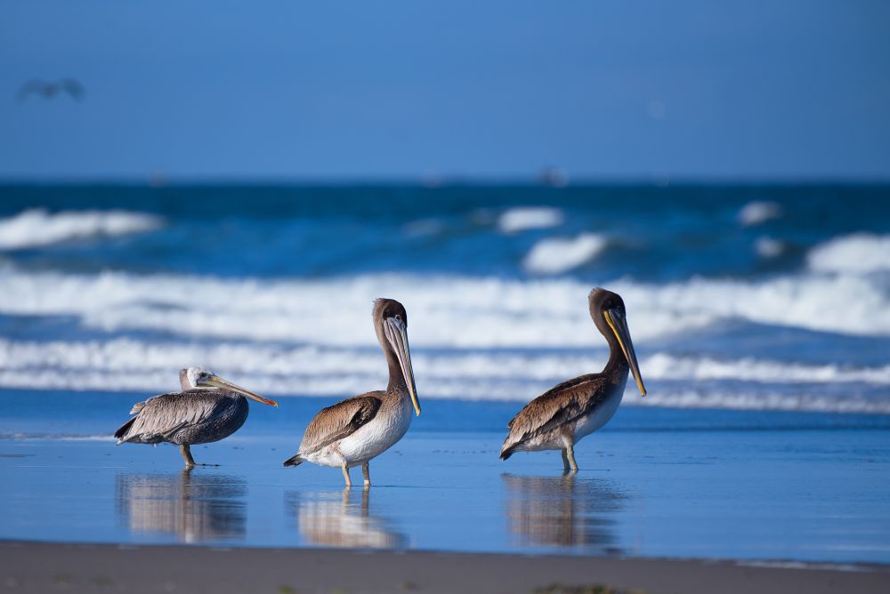 Brown Pelicans (Pelecanus occidentalis) at Long Beach, Washington.  Captured with a Nikon D750 and 200-500mm Nikkor Lens