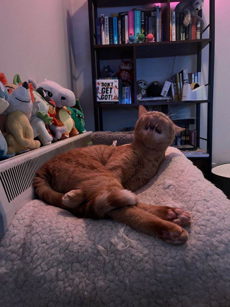 An orange cat on a white blanket. He is mid-yawn but looks more about-to-sneeze. His tail is wrapped around his hind legs and one of his front legs is in between his hind legs. He is tangled. 