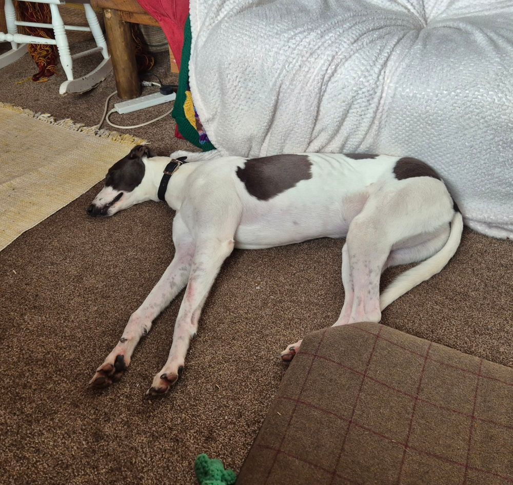 Monty the greyhound sound asleep and spread out across the living room.