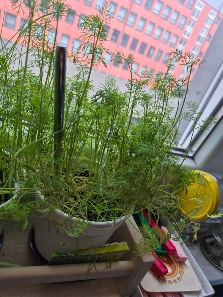 My normam pot of dill. It looks nice, verdant green, maybe one handlength high.