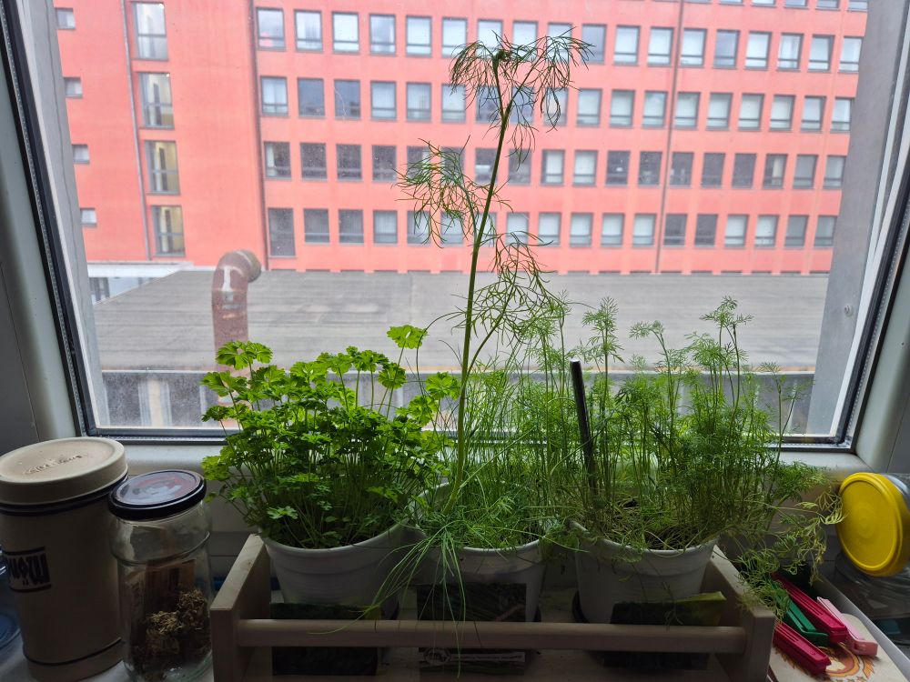 The tower of dill in the neighbouring pit. It's like the kitchen herb version of the Worldtree. Whole worlds could nestle on top of this gigantic dill, growing among my chives.