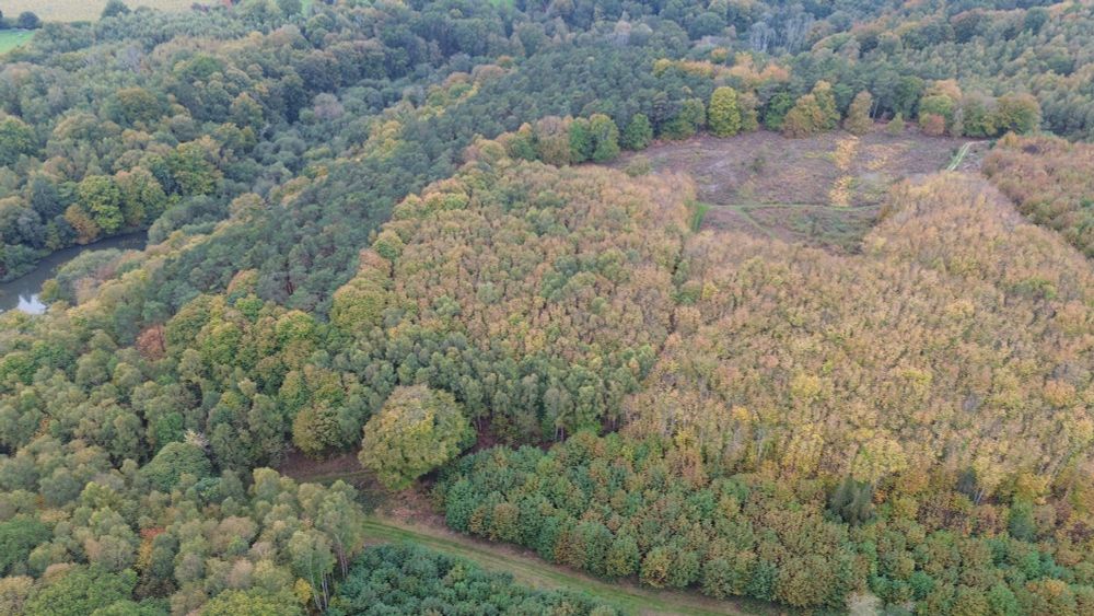 A bunch of trees from 120m. Lots of autumn colours. 