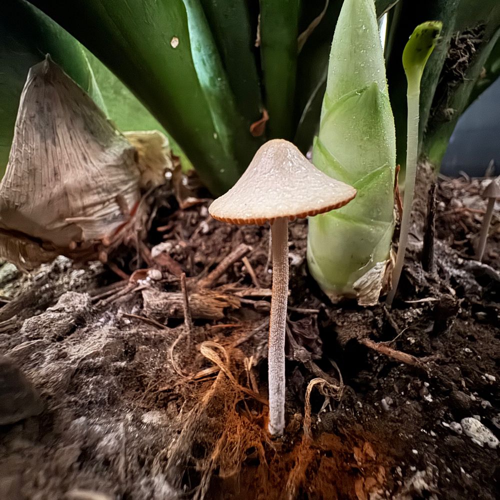 A single mushroom in snake plant pot