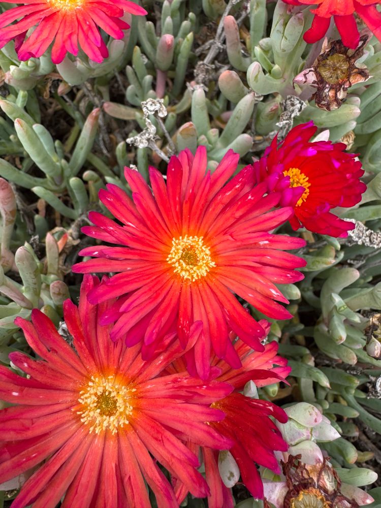 Red flowers from a succulent