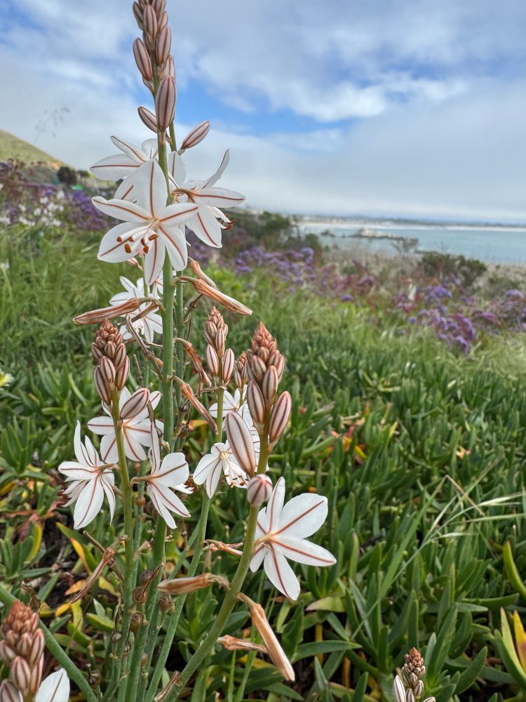 A spring flower above the bluffs