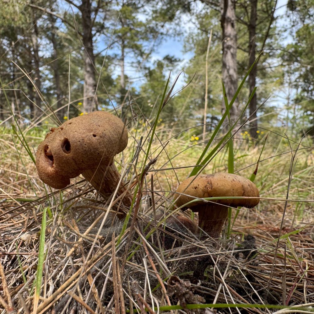 2 brown mushrooms