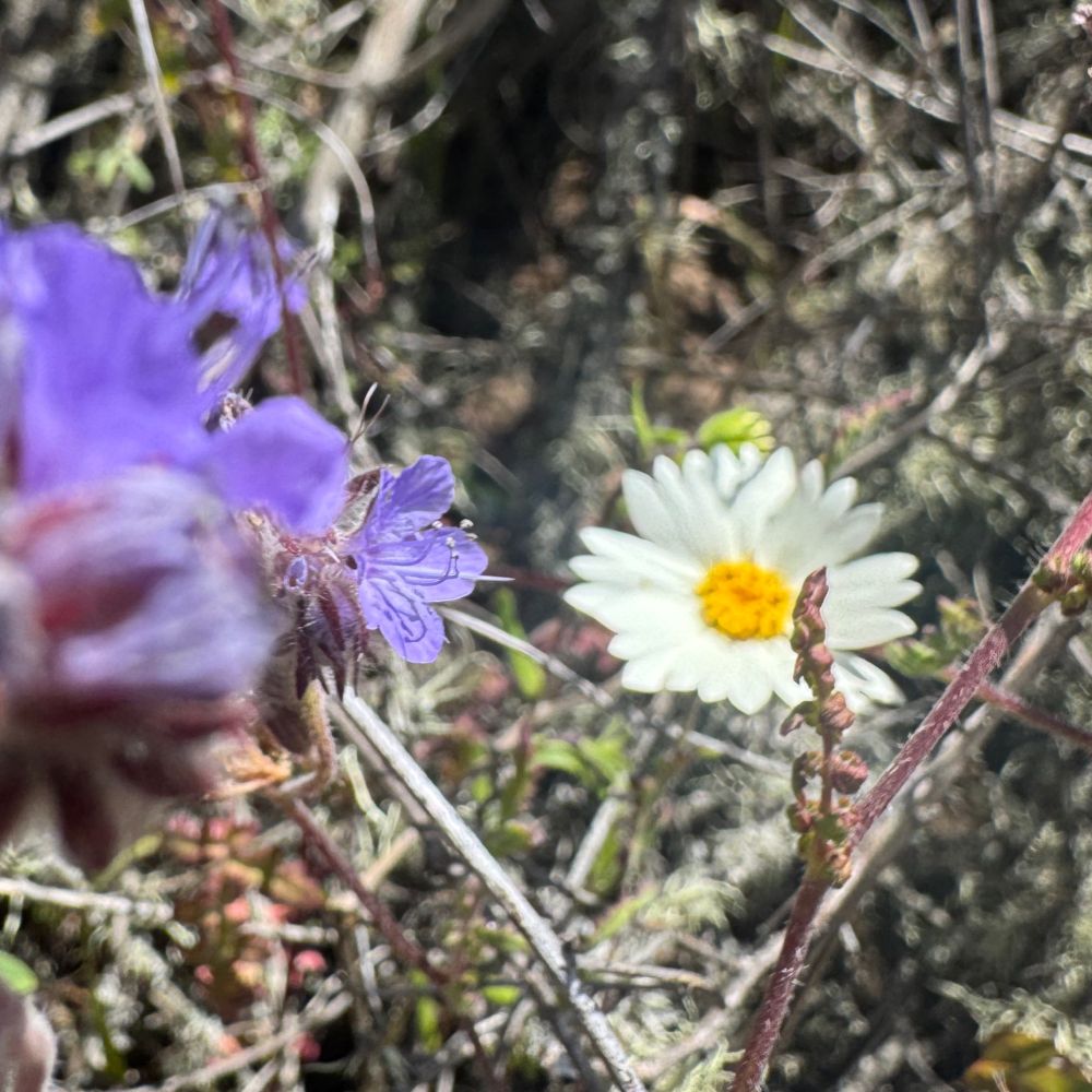 Layia glandulosa with a purple flower along the left