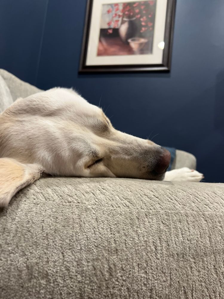 Sleeping yellow lab on a chair 