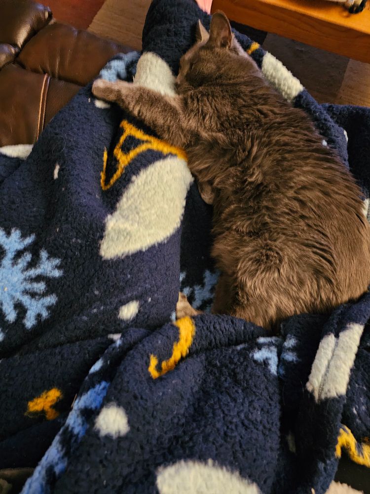 A short haired grey cat is sleeping snuggled up to my leg on a warm and fuzzy blanket.  He looks vastly contented.