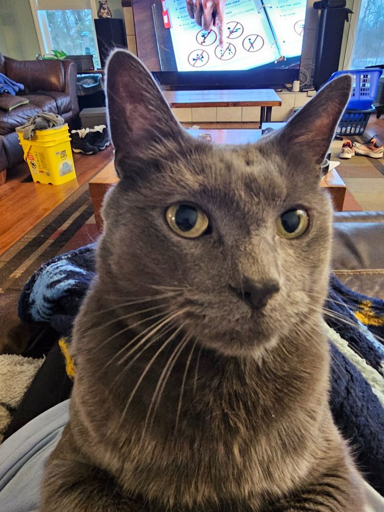 My grey short haired cat, Welly, gives me a satisfied look as he sits on my lap and interrupts my holiday to-do list.