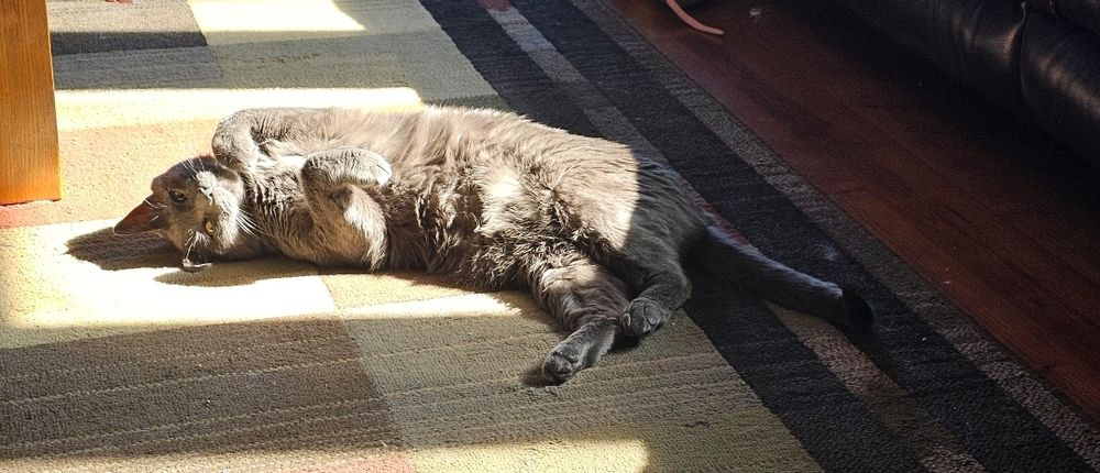 A very contented grey cat lays on his back in the sun.  His front paws are curled up in an adorable fashion.